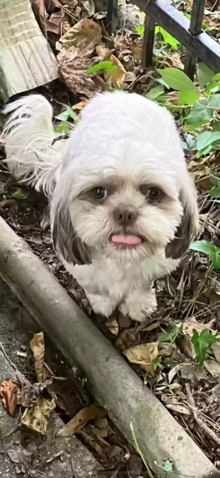 Lost dog in Atlanta, GA, 30318