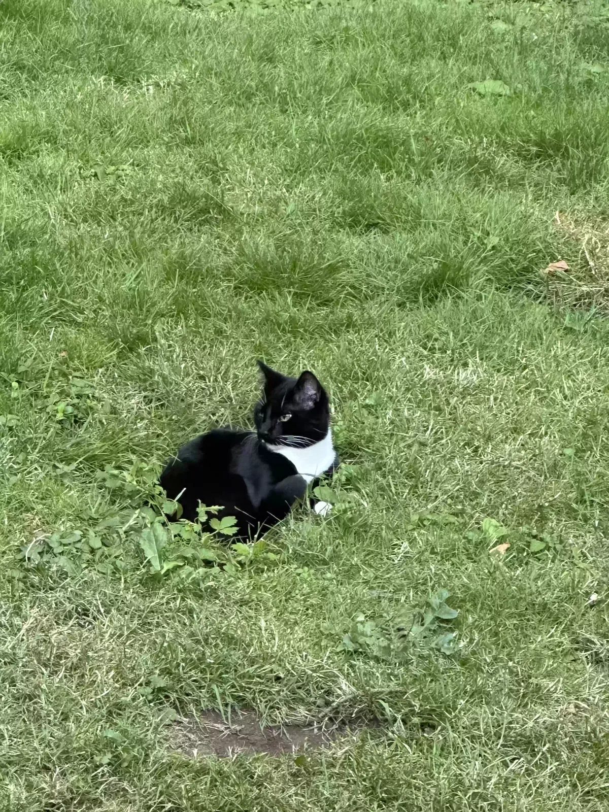 Lost cat in Beaverton, OR, 97007