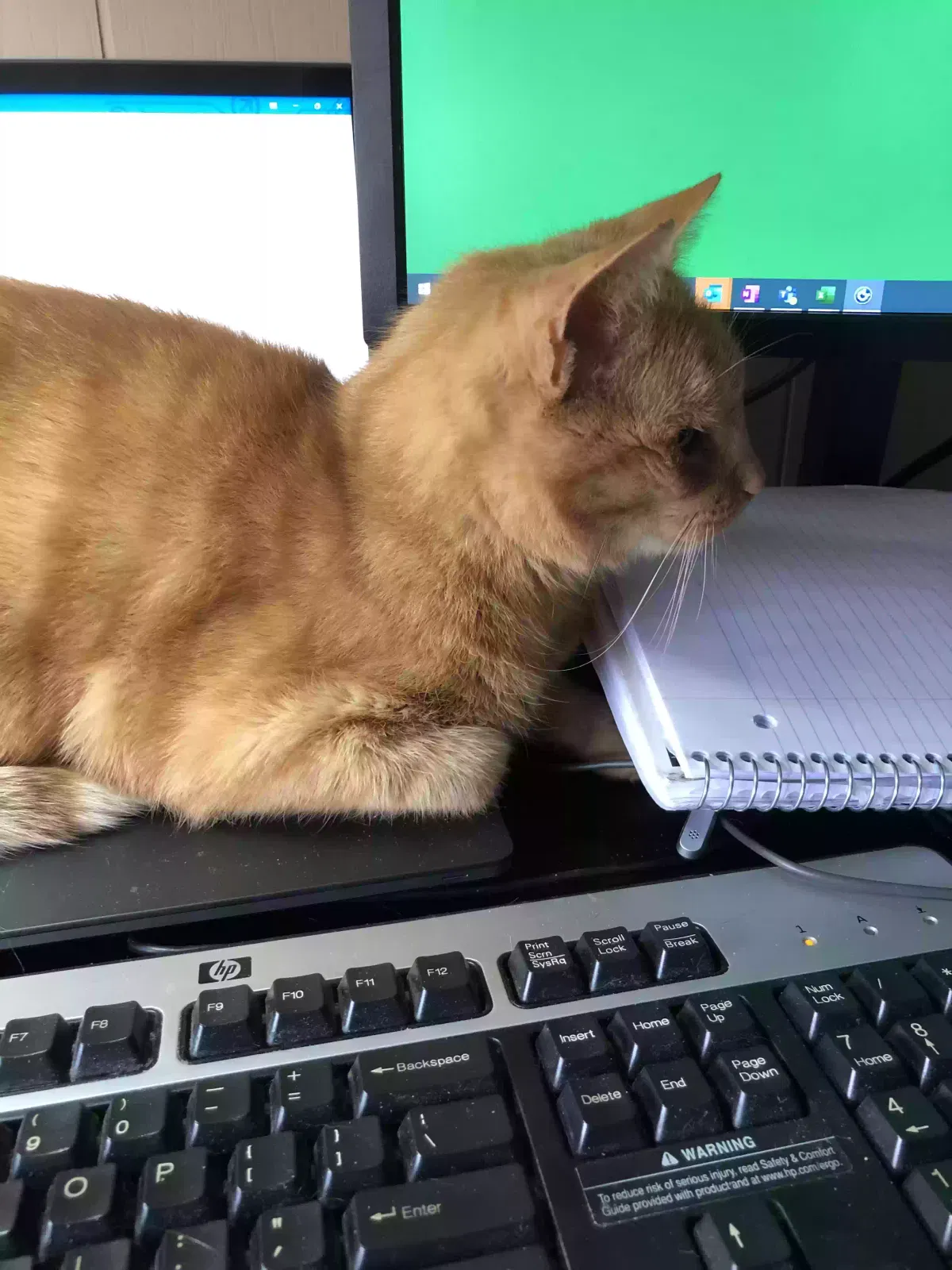 Lost cat in West Warwick, RI, 2893