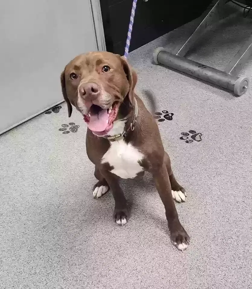 Lost dog in Fremont, OH, 43420