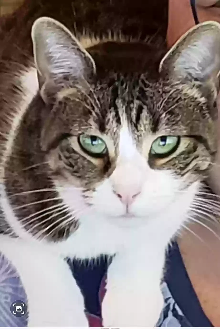 Lost cat in Delray Beach, FL, 33484