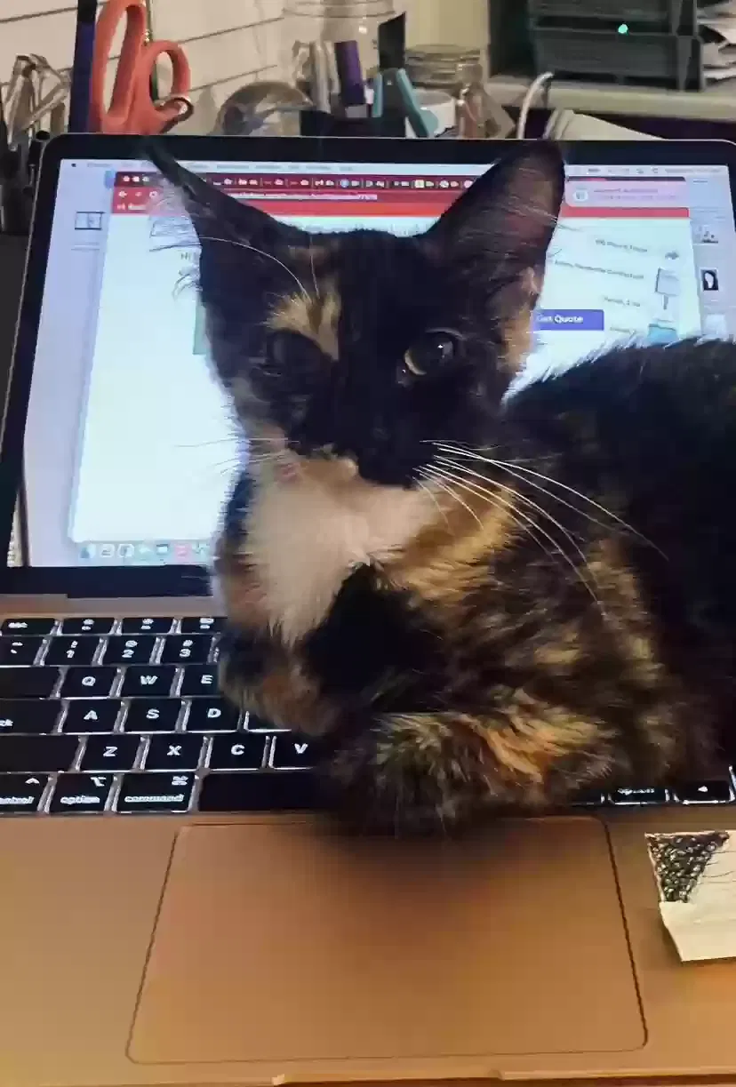 Lost cat in Spring, TX, 77379