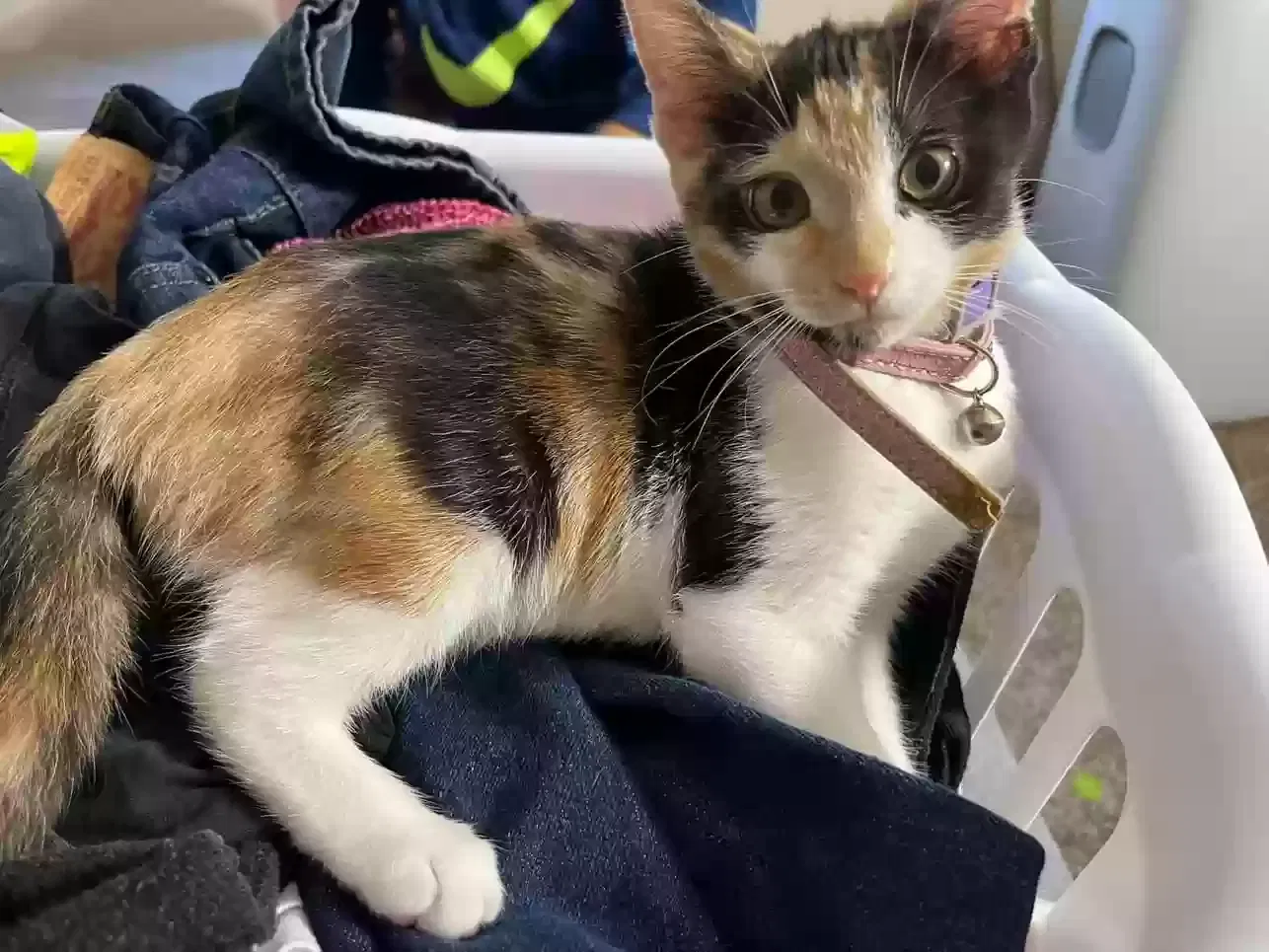 Lost cat in Lacey, WA, 98503