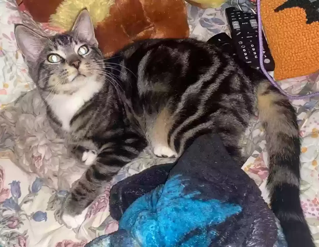Lost cat in Hamlin, NY, 14464