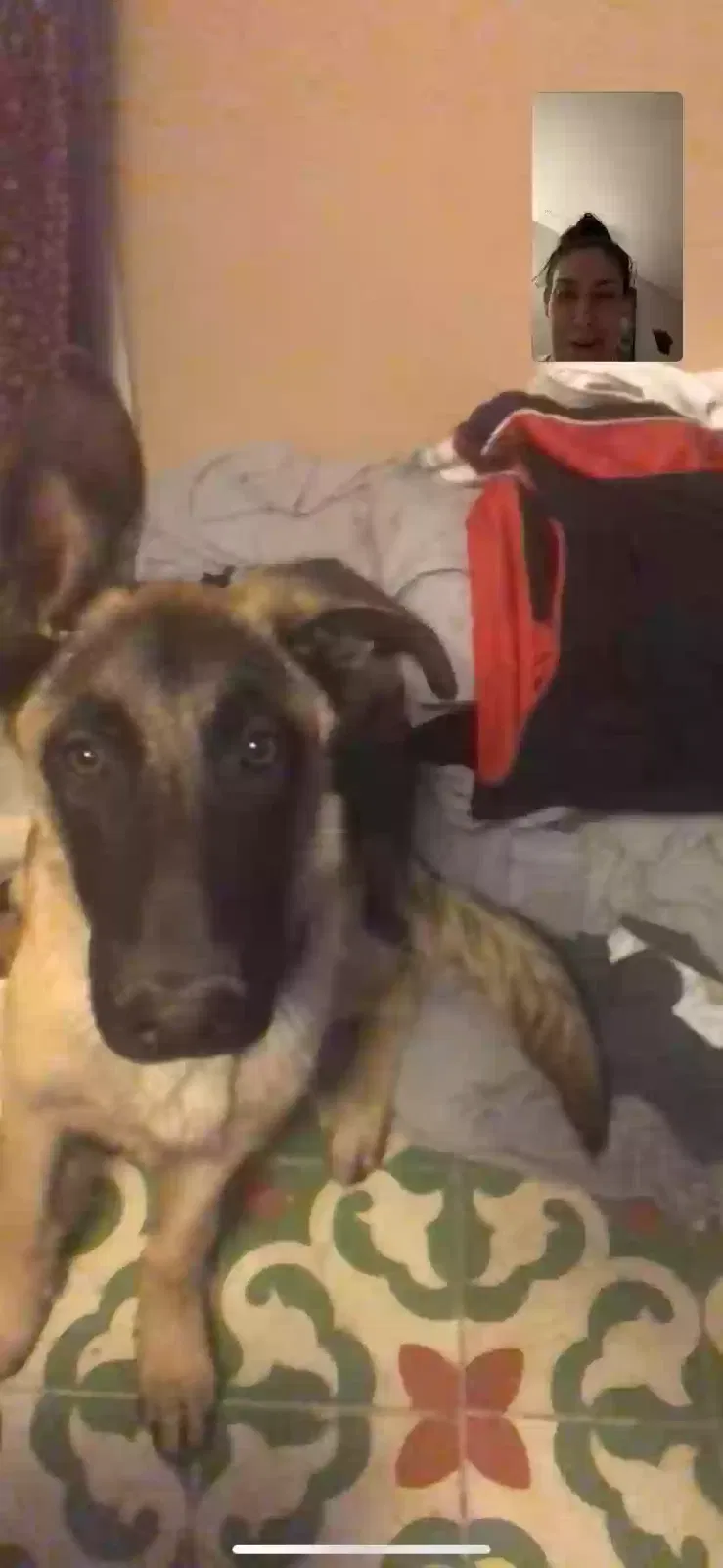 Lost dog in Las Cruces, NM, 88005