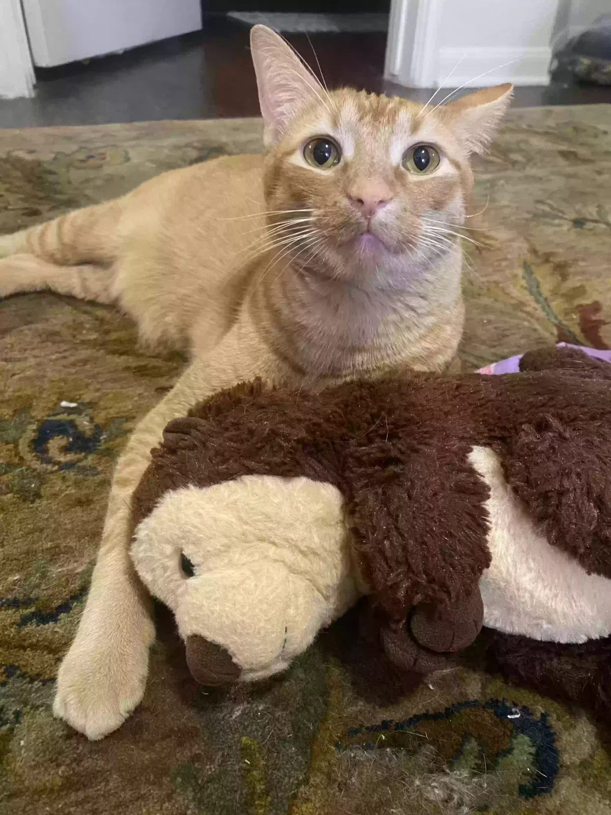 Lost cat in Denton, TX, 76201