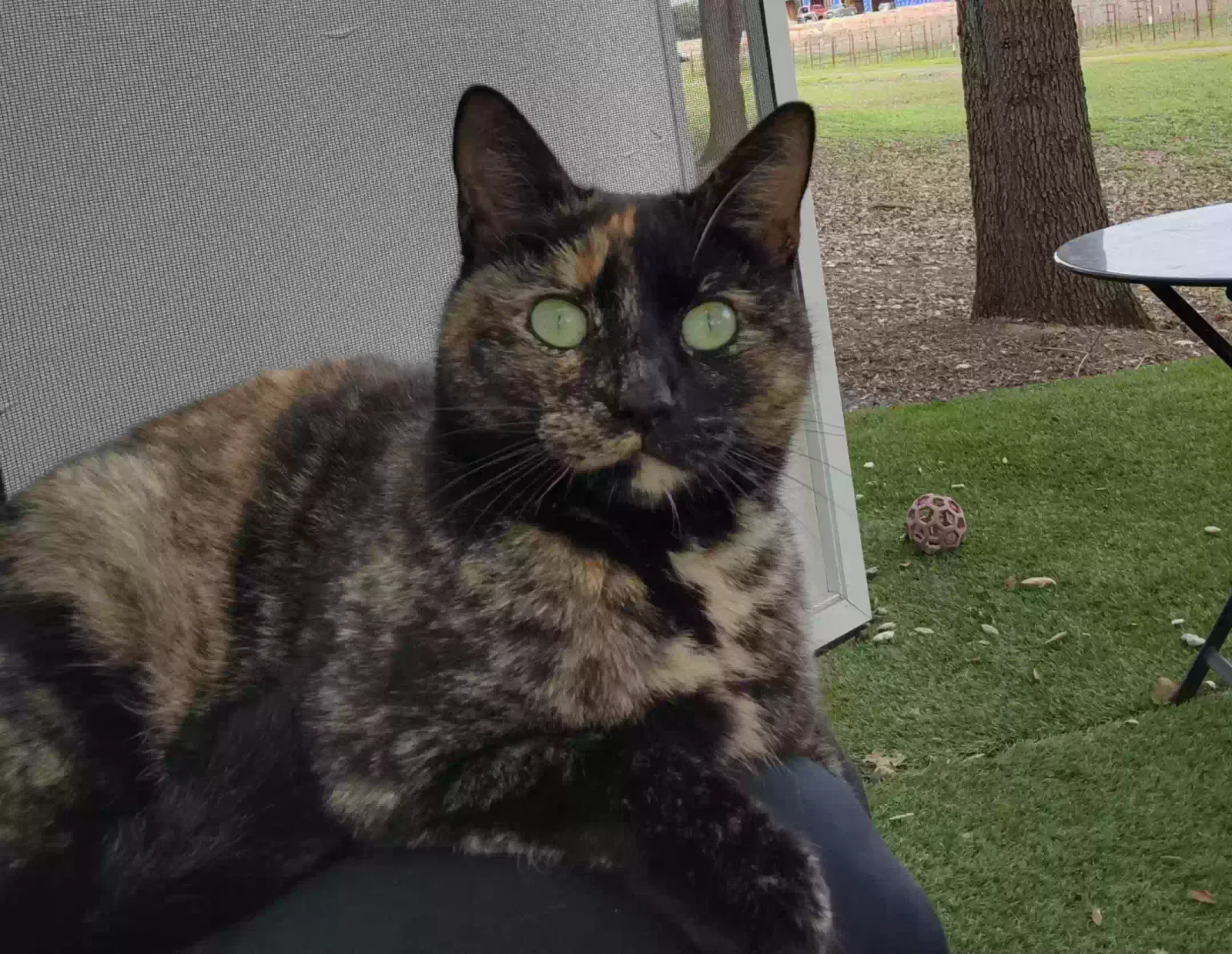 Lost cat in Napa, CA, 94558