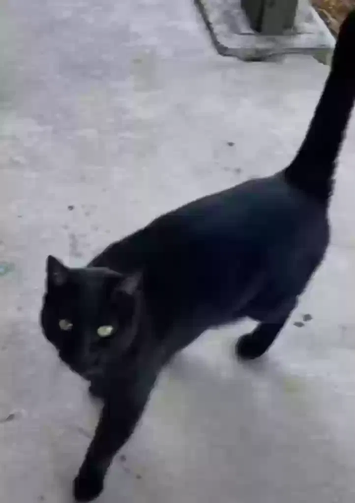 Lost cat in Fallbrook, CA, 92028