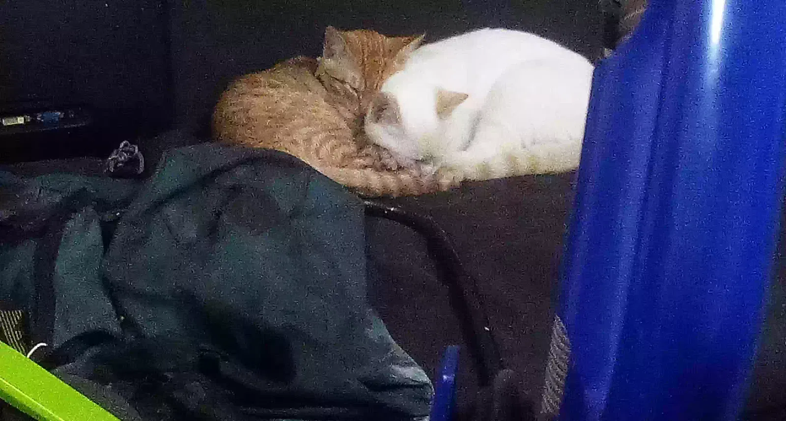 Lost cat in Eugene, OR, 97402