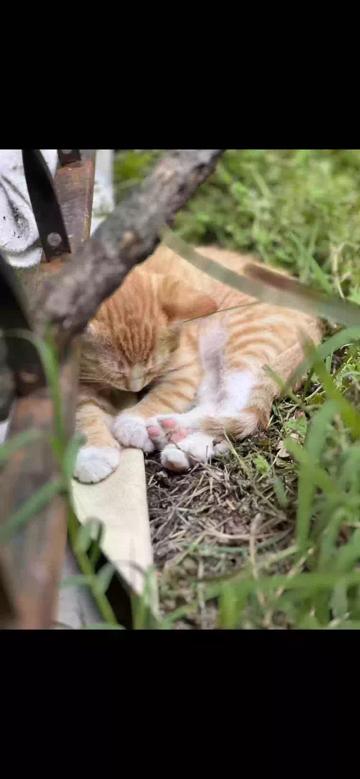 Lost cat in Newcastle, OK, 73065