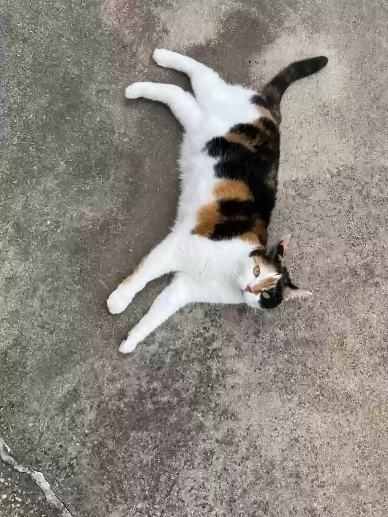 Lost cat in Lewisville, TX, 75067