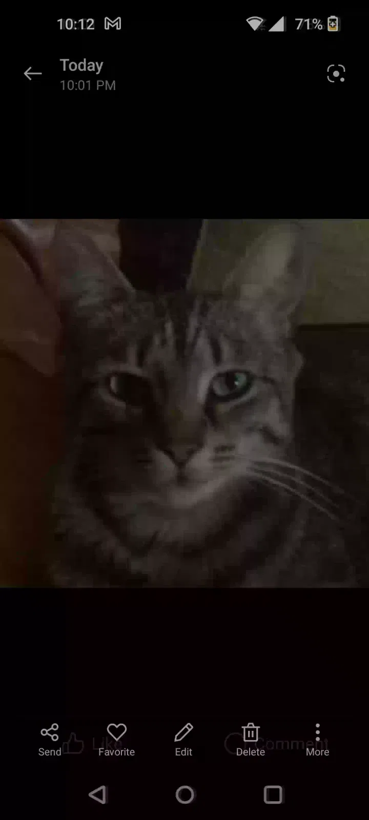Lost cat in Pinole, CA, 94564