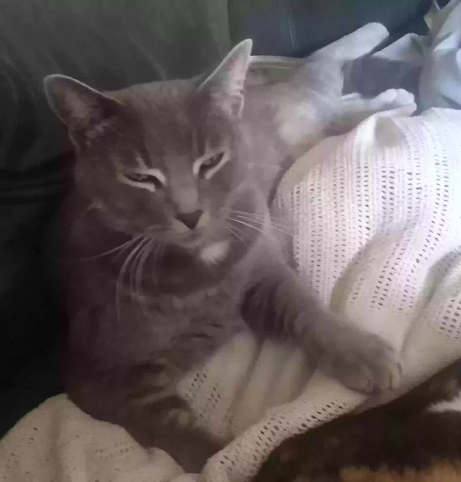 Lost cat in Olympia, WA, 98512