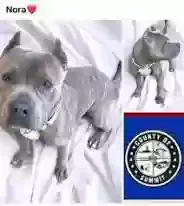 Lost dog in Akron, OH, 44304