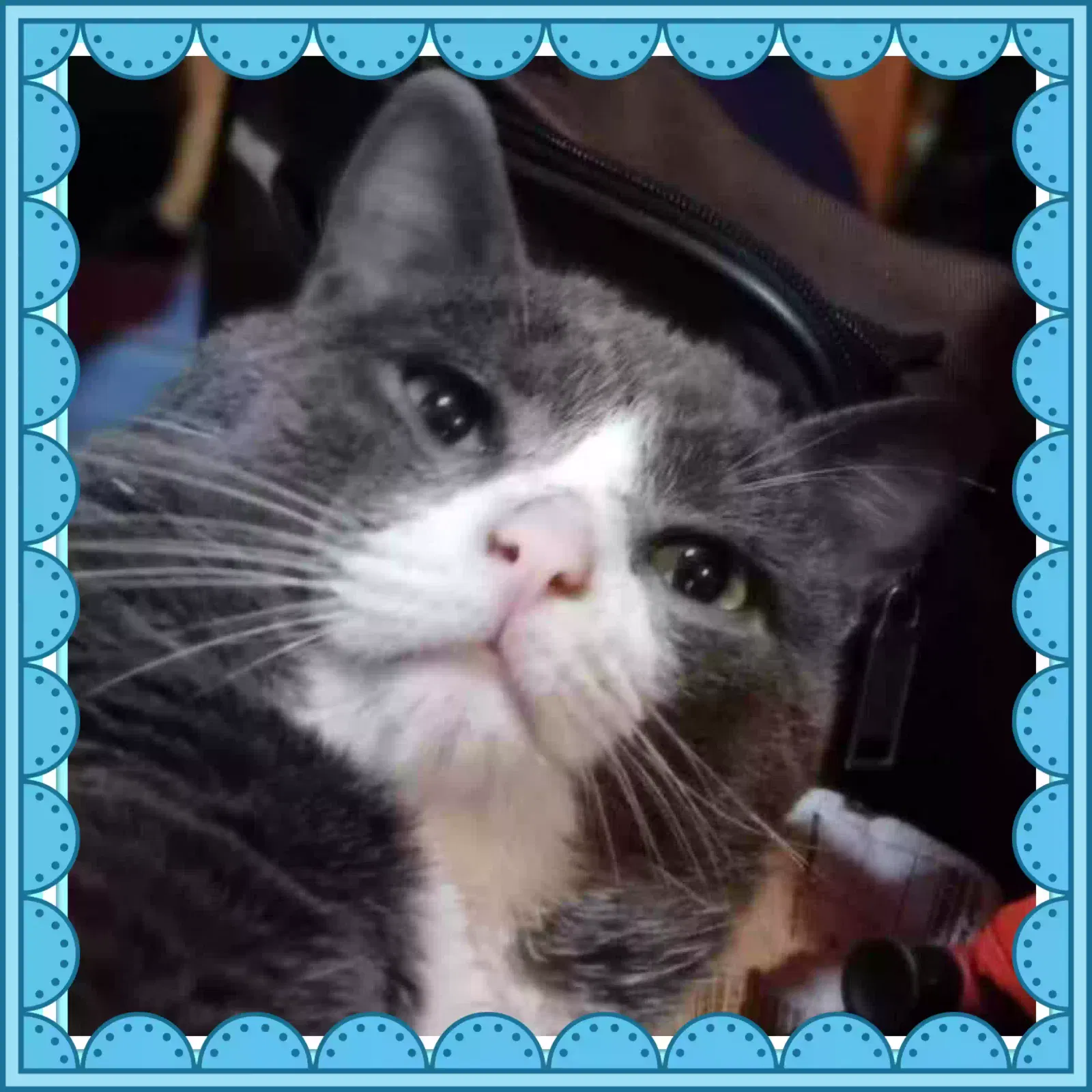 Lost cat in West Columbia, SC, 29170