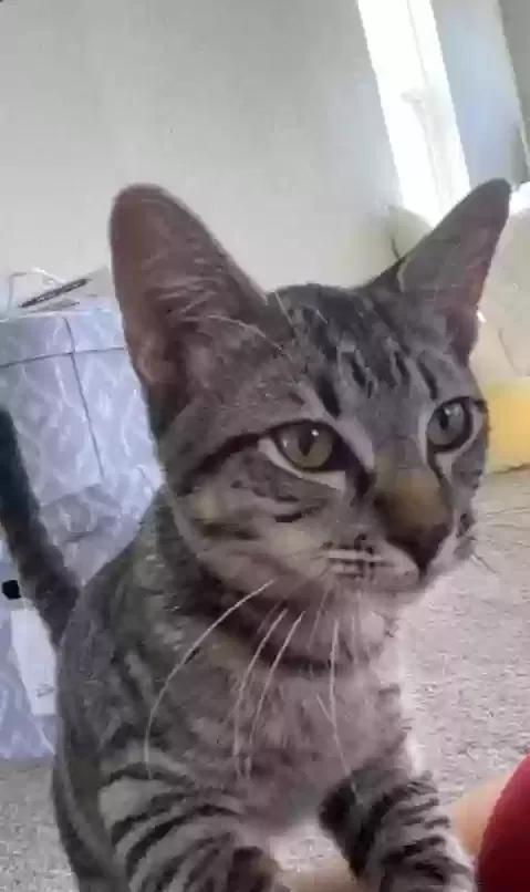 Lost cat in Bulverde, TX, 78163