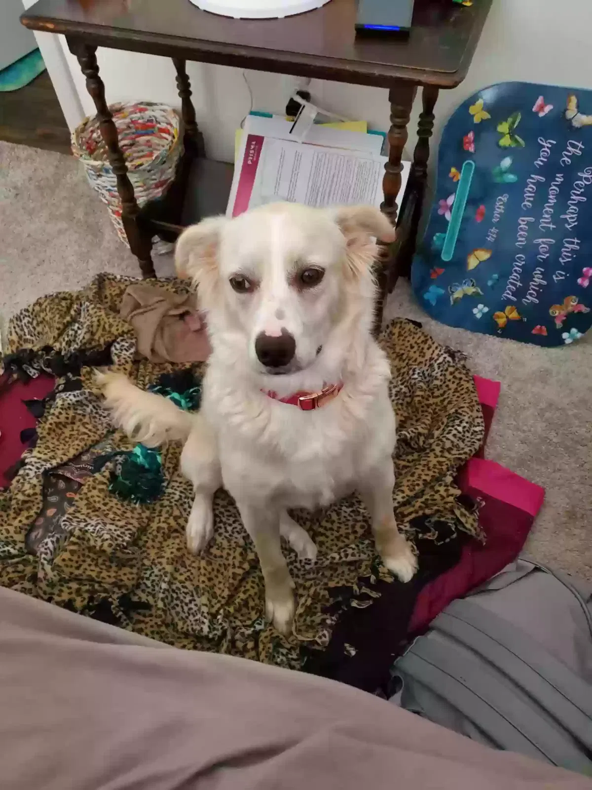 Lost dog in Irmo, SC, 29063
