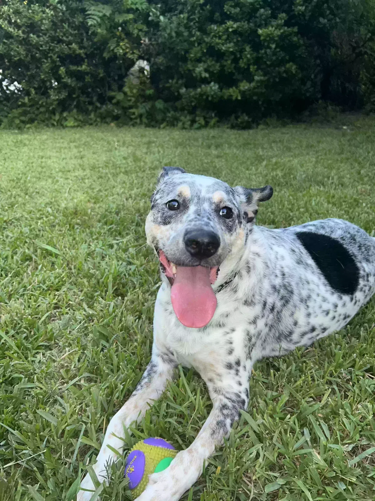 Lost dog in New Orleans, LA, 70125