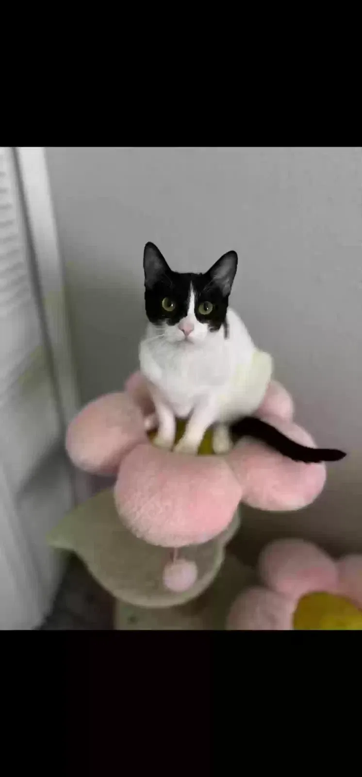 Lost cat in Garland, TX, 75040