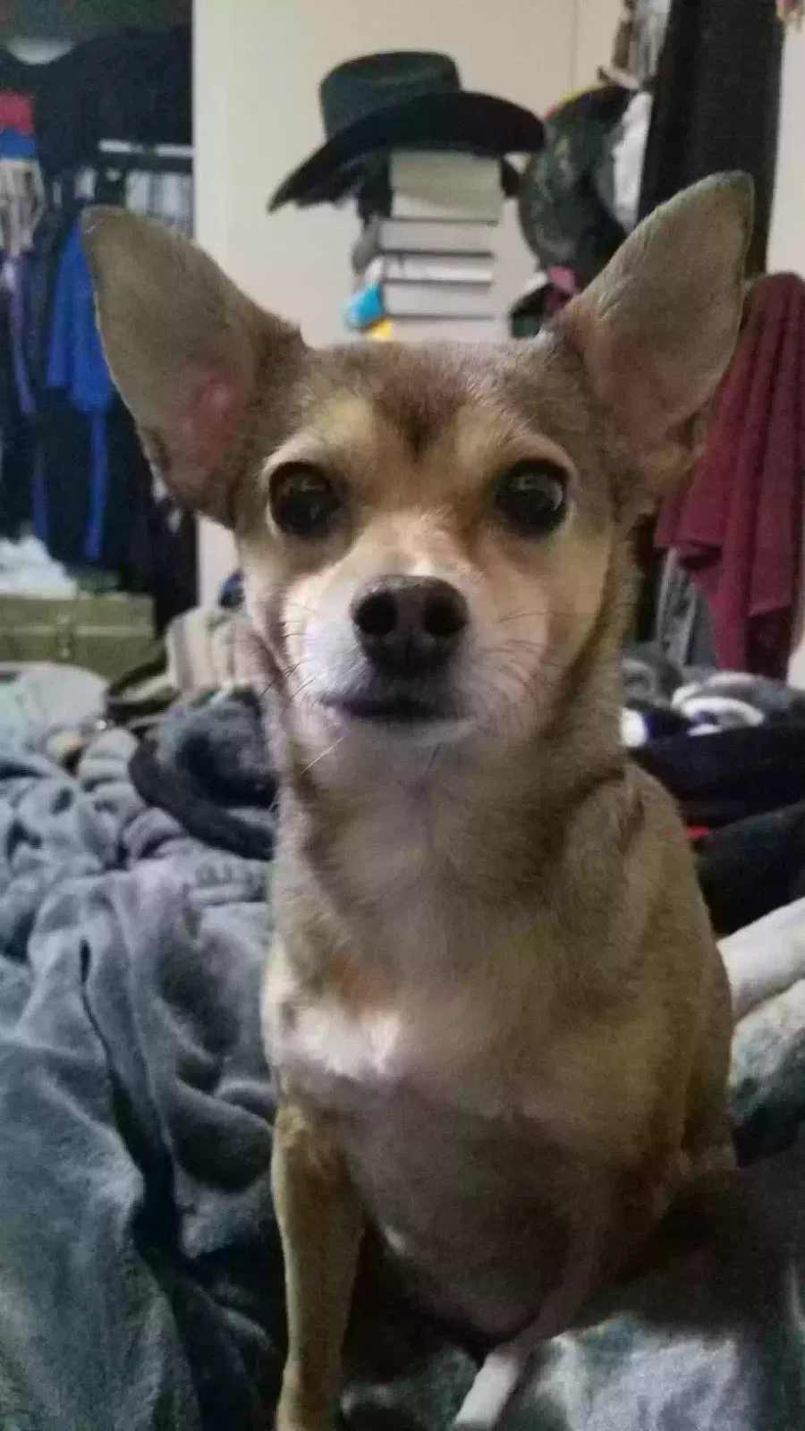 Lost dog in Tucson, AZ, 85711