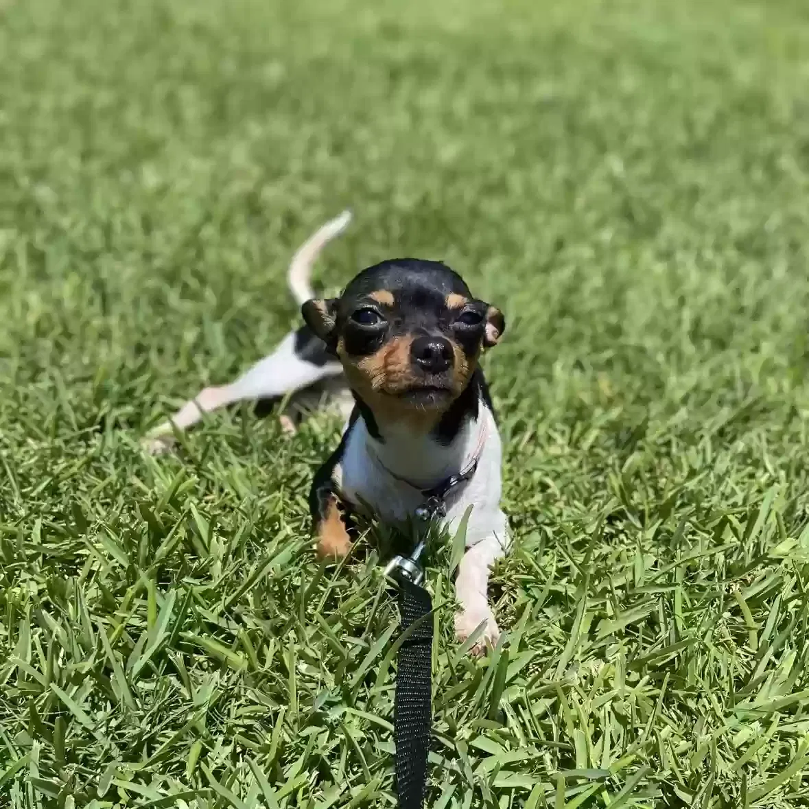 Lost dog in Clute, TX, 77531