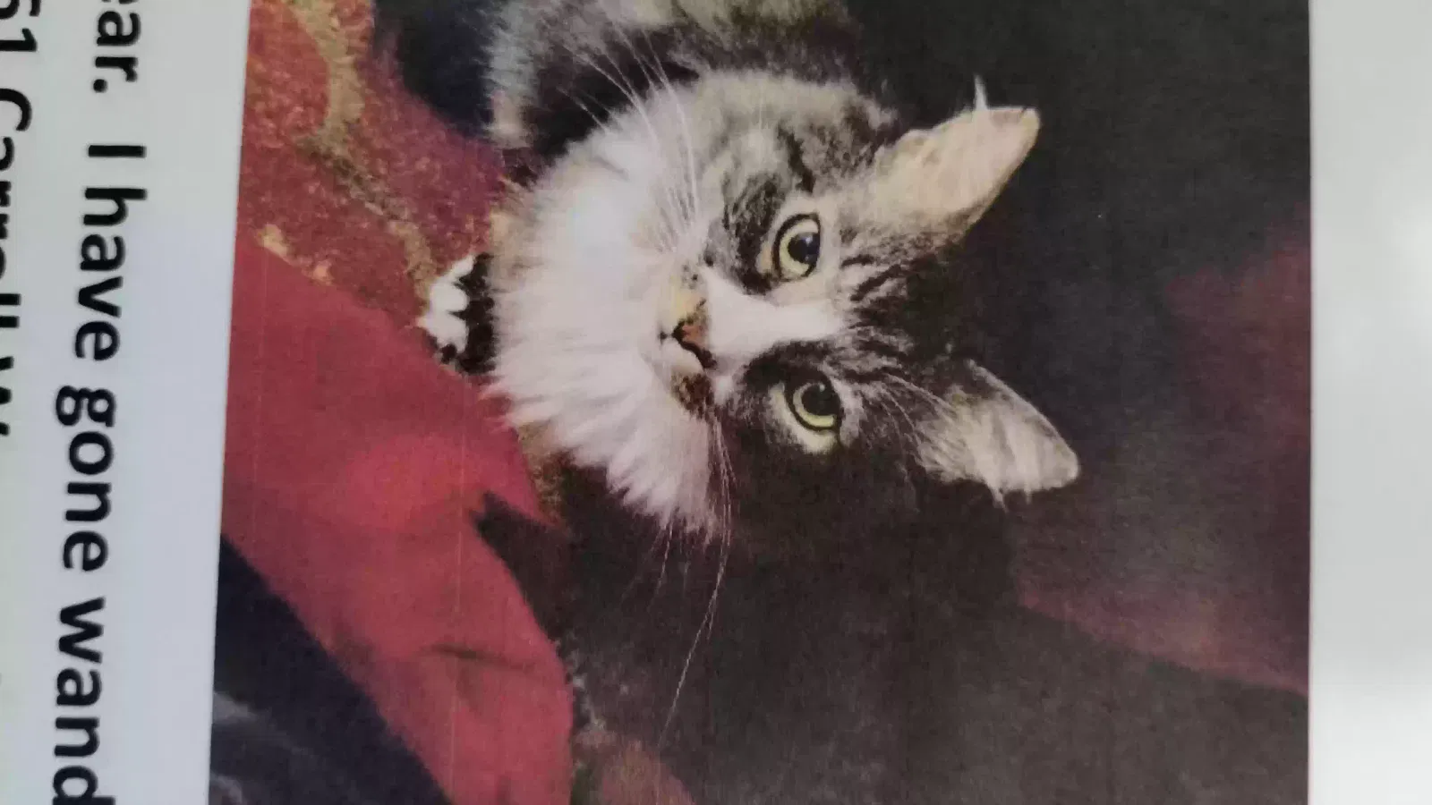 Lost cat in Tustin, CA, 92780