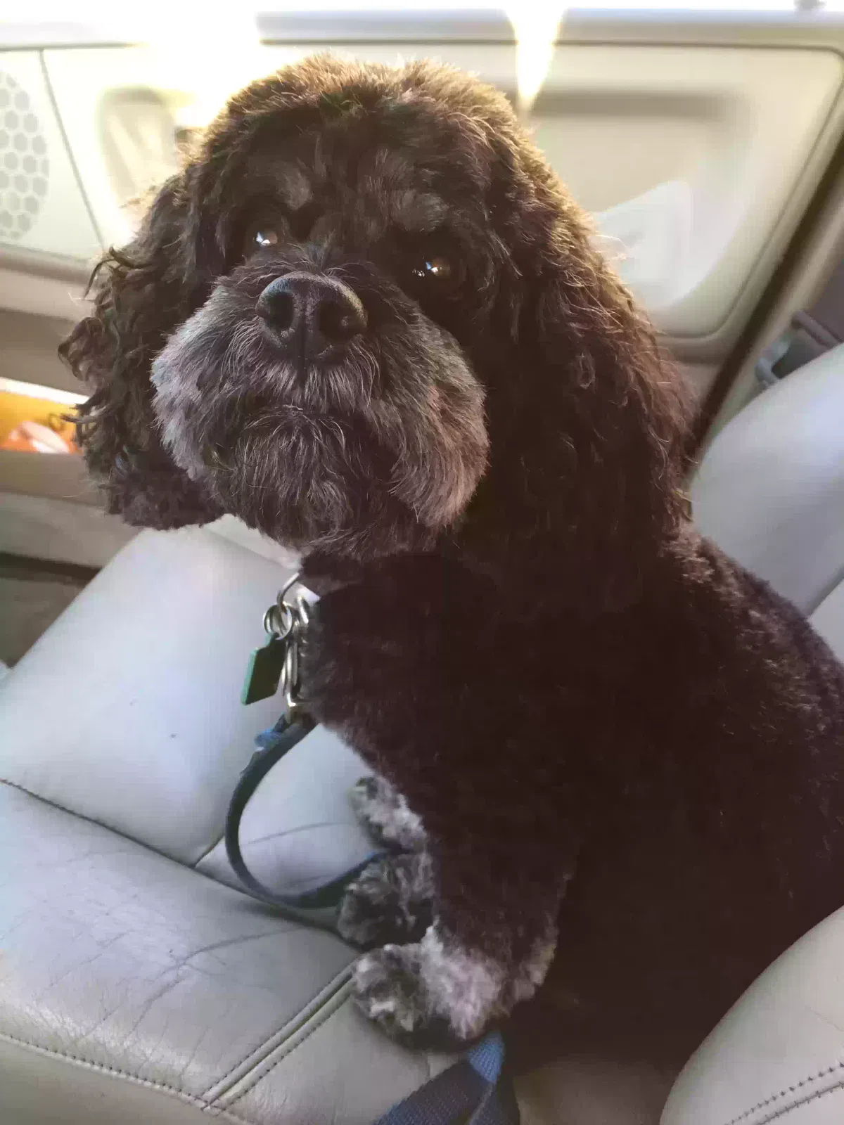 Lost dog in Los Angeles, CA, 90019