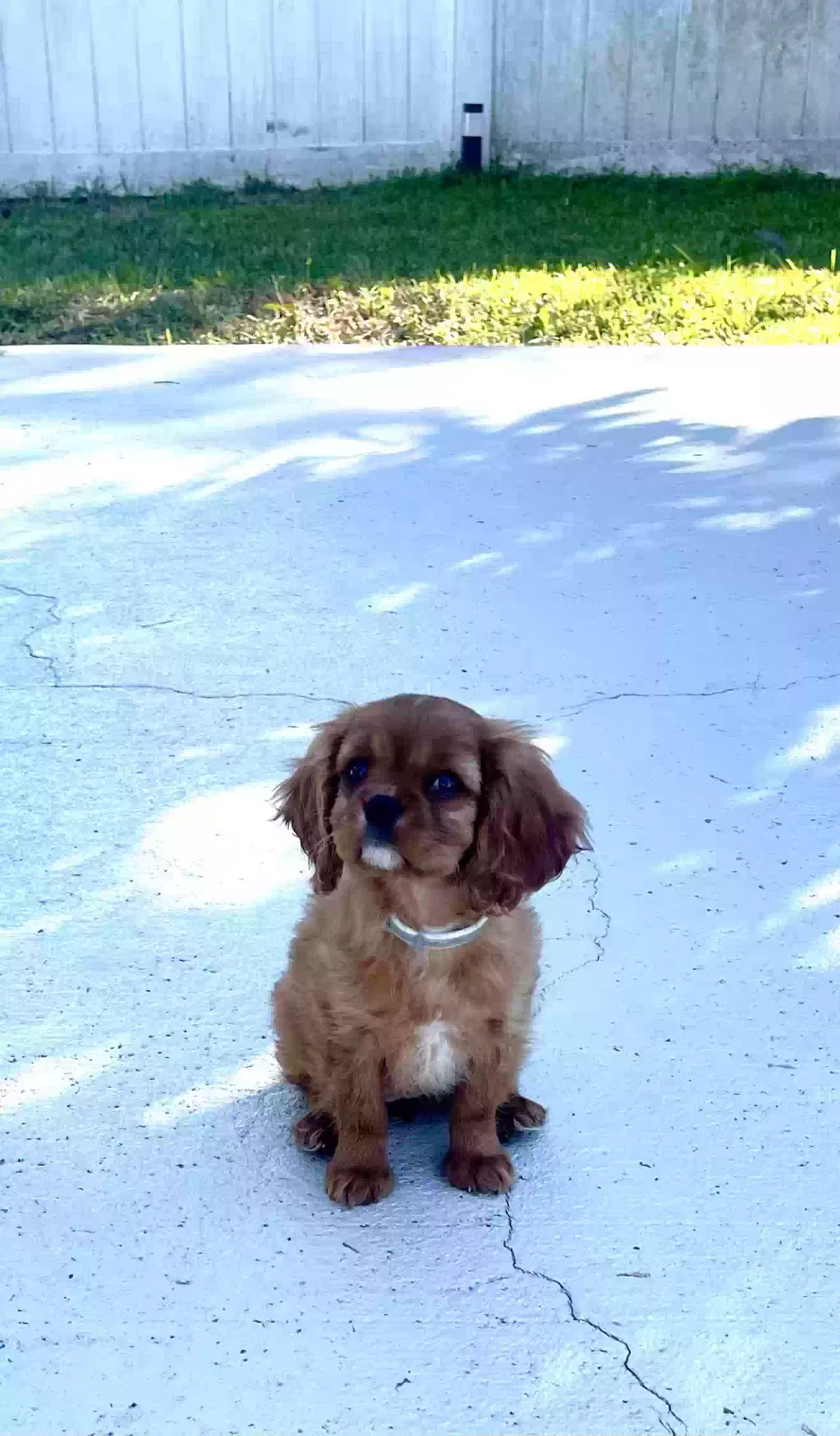 Lost dog in Eustis, FL, 32726