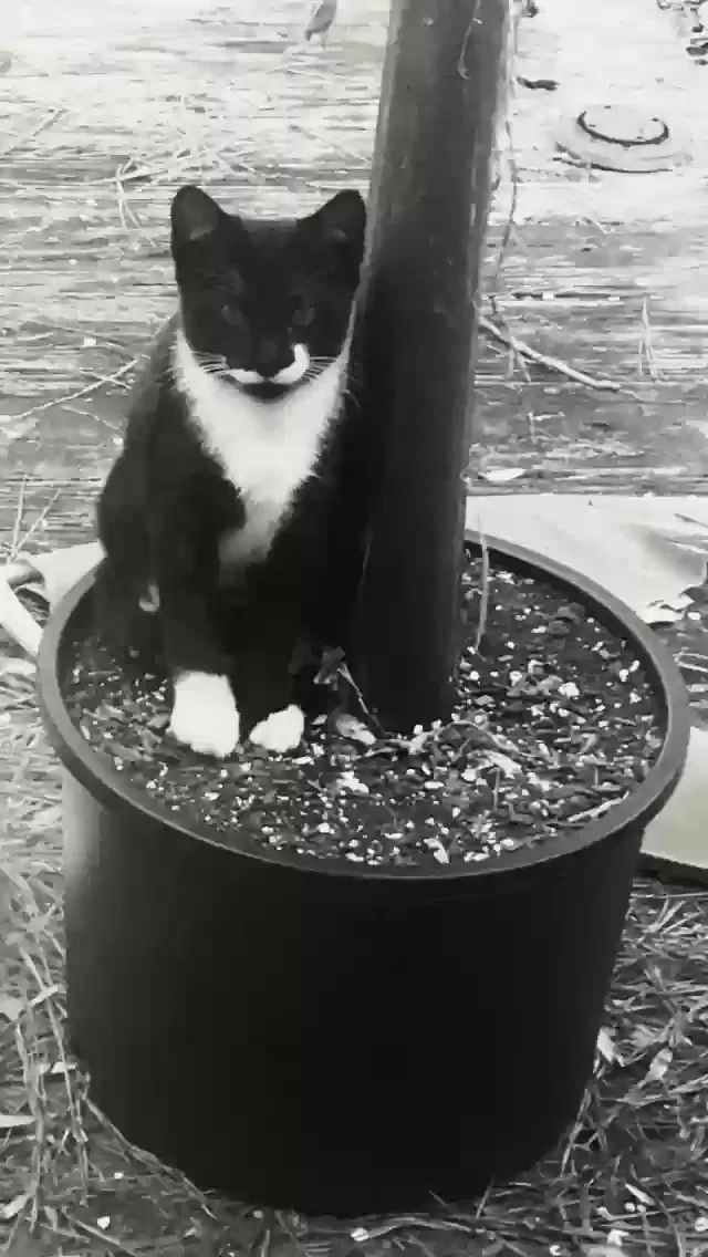 Lost cat in Austell, GA, 30106