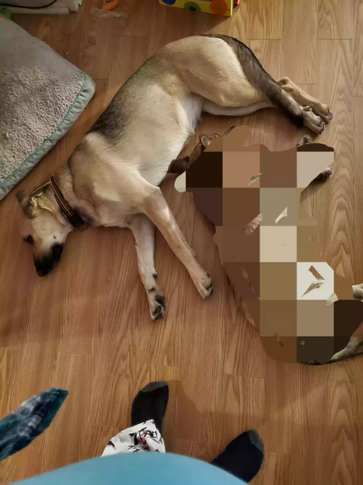 Lost dog in Honey Grove, TX, 75446
