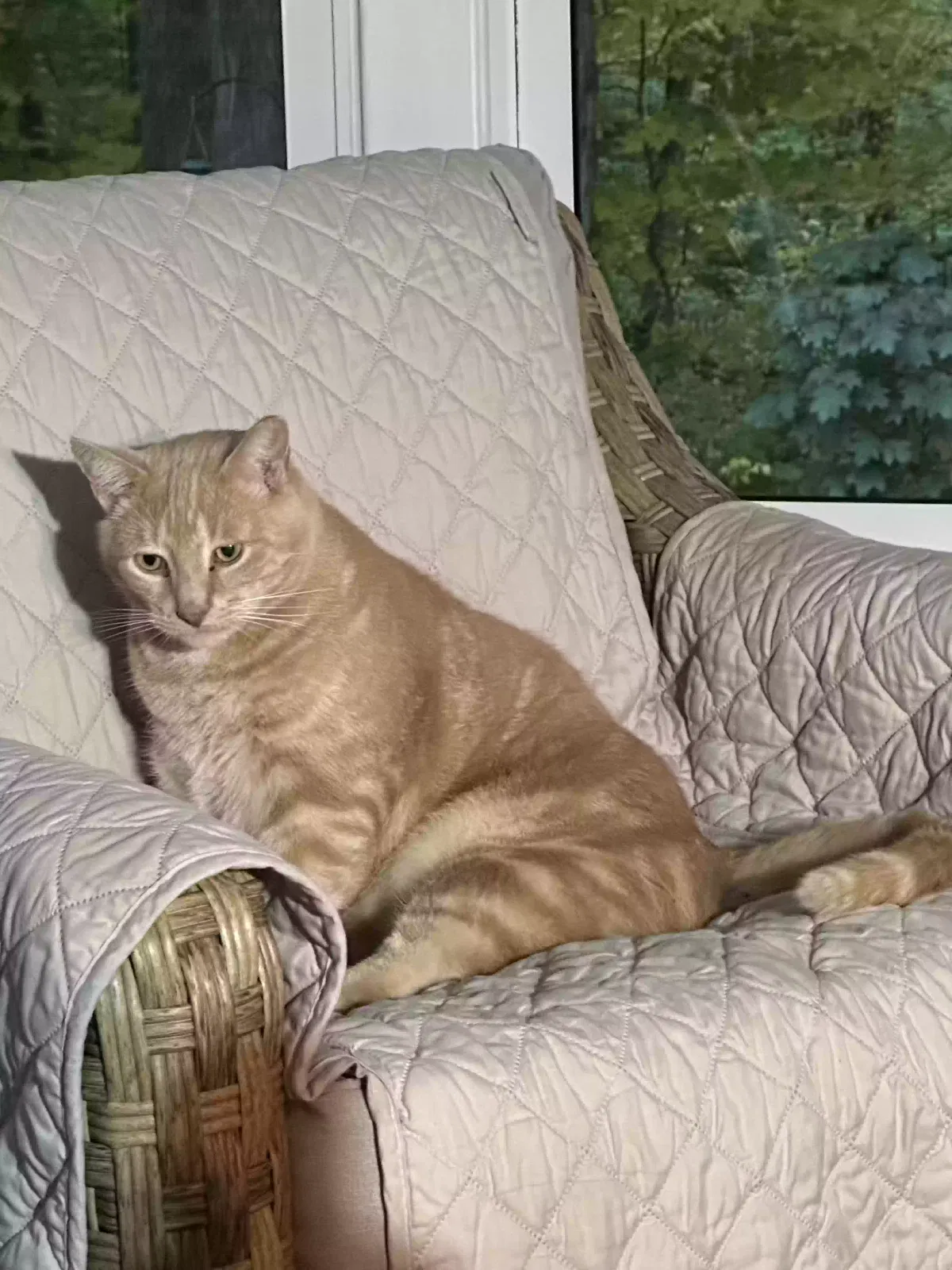 Lost cat in Xenia, OH, 45385