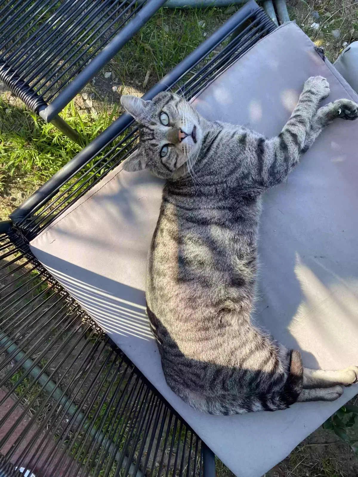 Lost cat in Los Angeles, CA, 90031