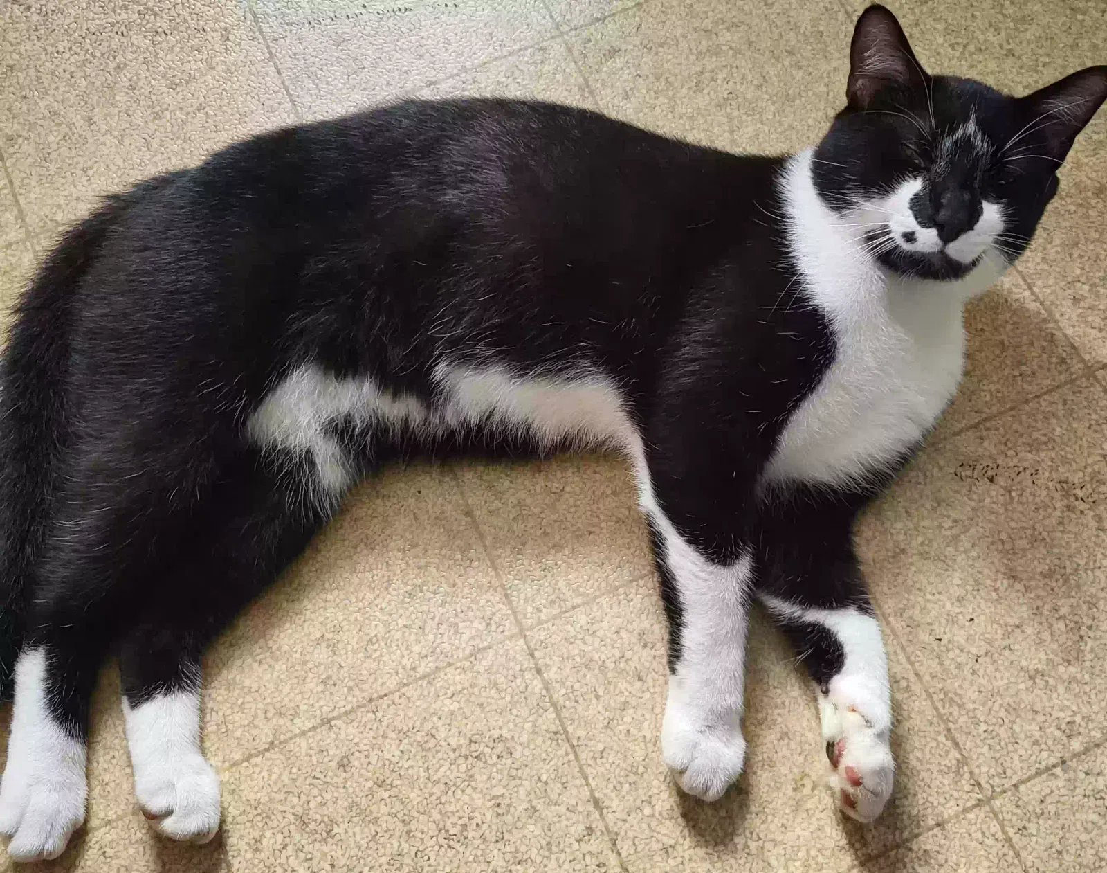 Lost cat in Ashland City, TN, 37015