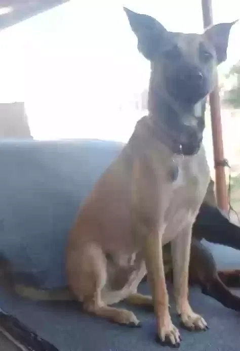 Lost dog in San Diego, CA, 92174