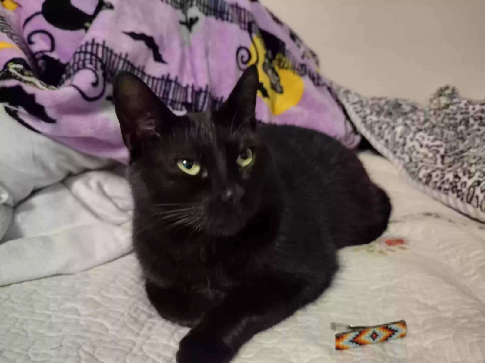 Lost cat in Oneida, WI, 54155