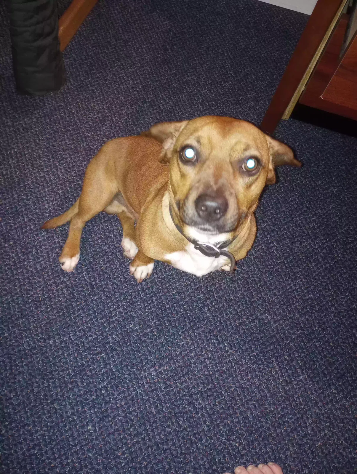 Lost dog in Minot, ND, 58701