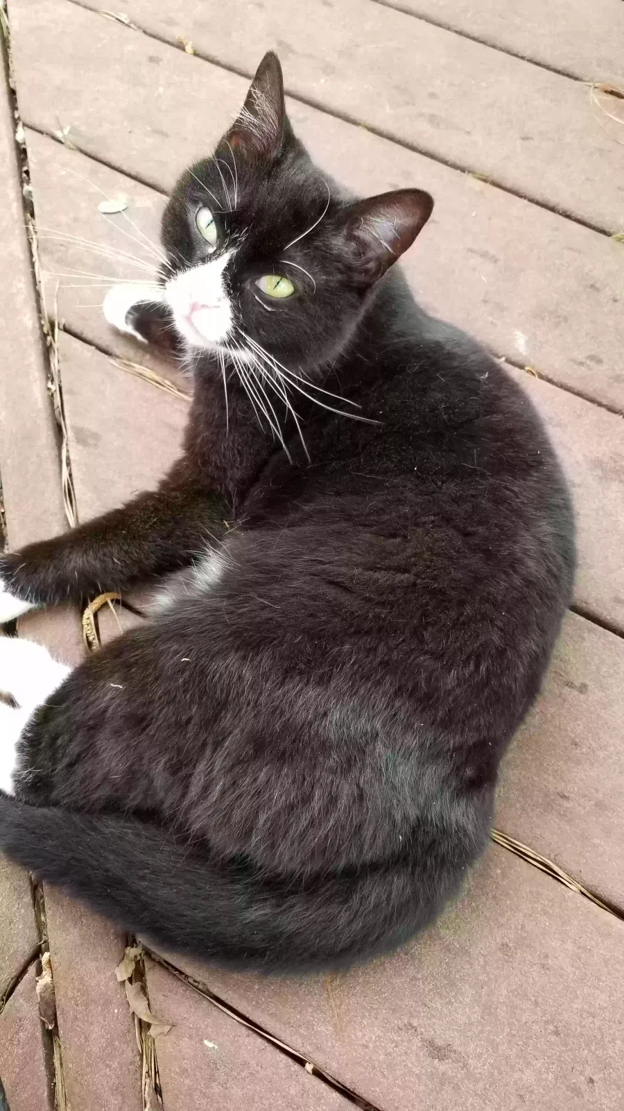 Lost cat in Baltimore, MD, 21240