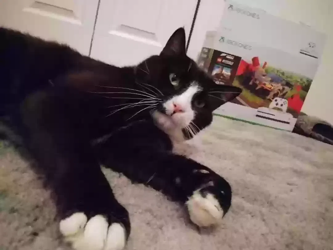 Lost cat in Denver, CO, 80221