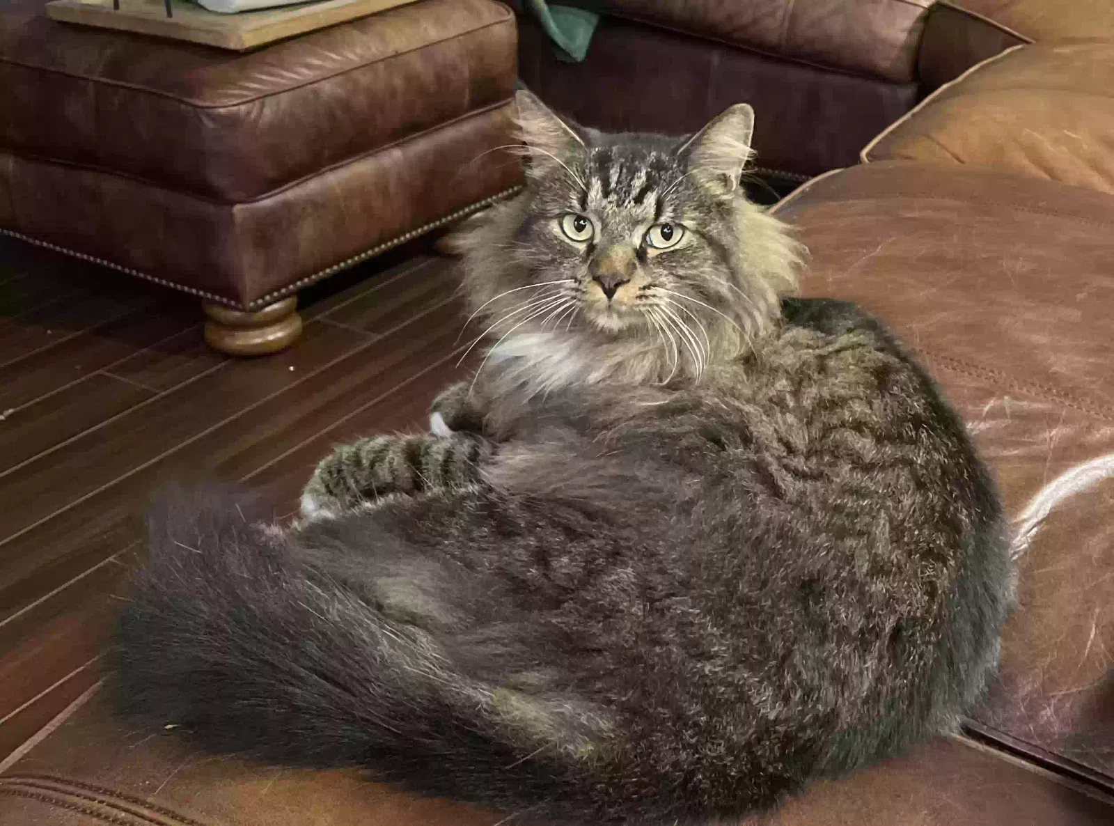 Lost cat in Mount Dora, FL, 32757