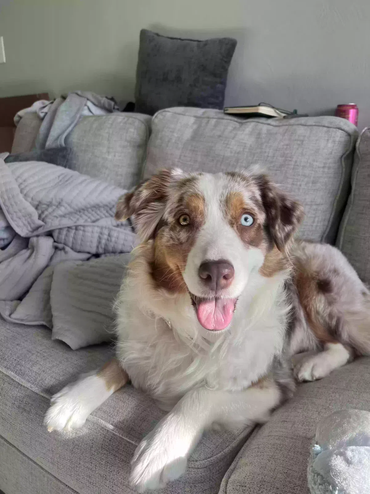 Lost dog in Pittsburgh, PA, 15228