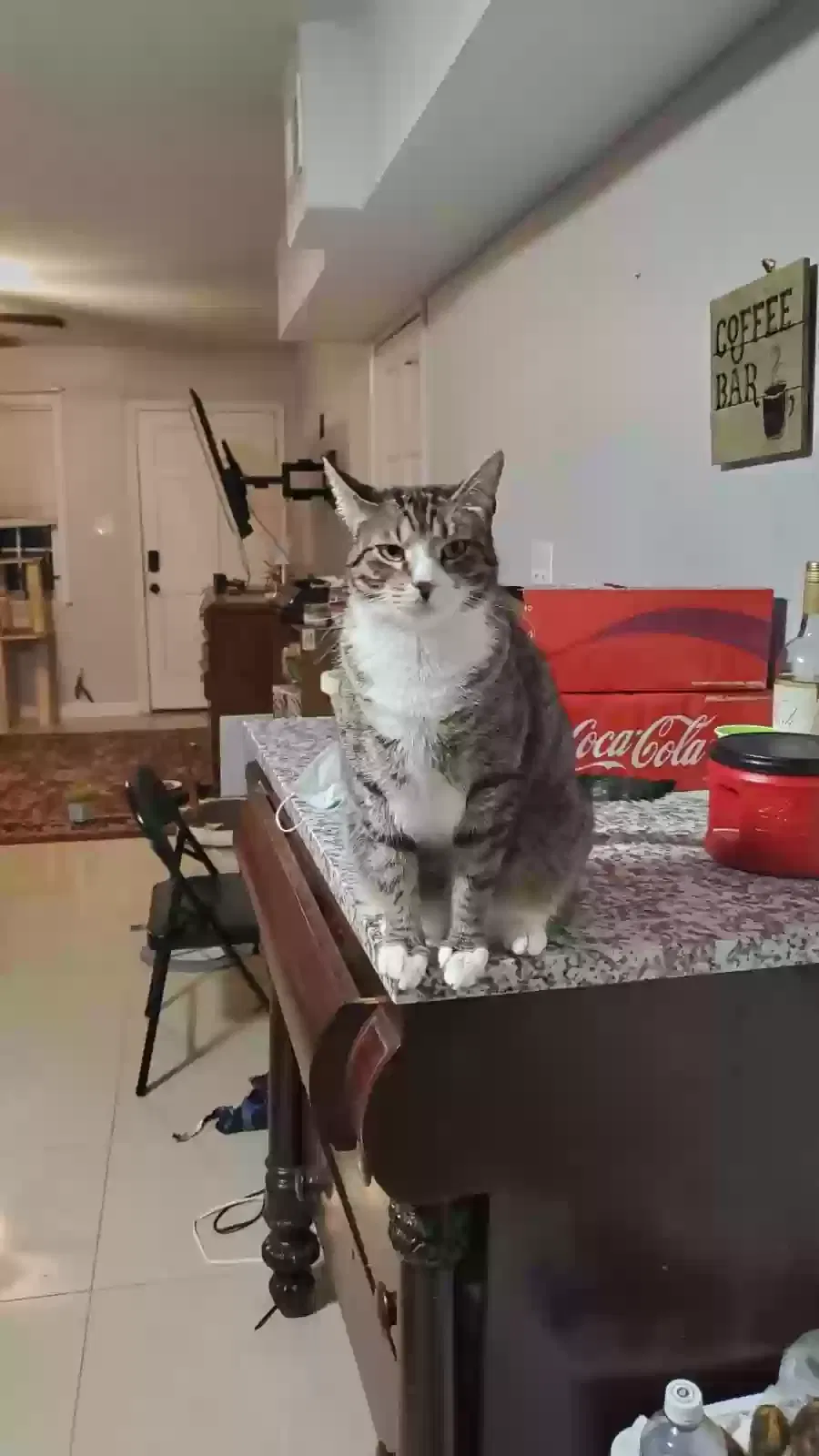 Lost cat in New Orleans, LA, 70117