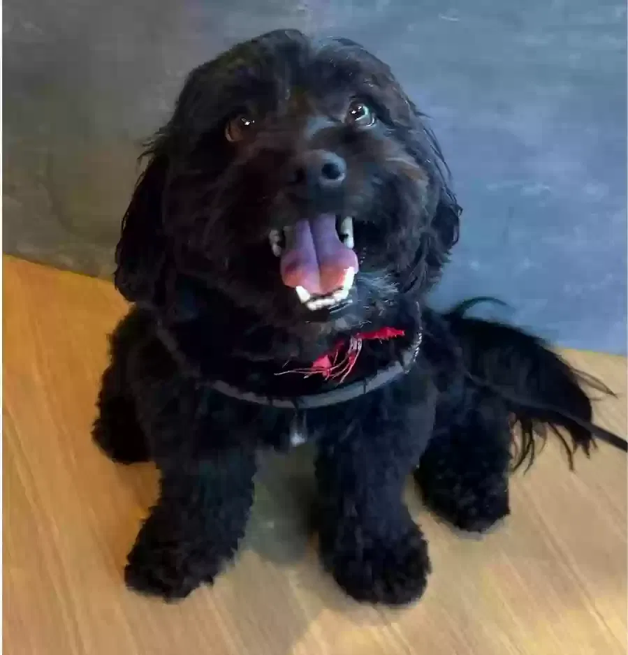 Lost dog in Culver City, CA, 90232