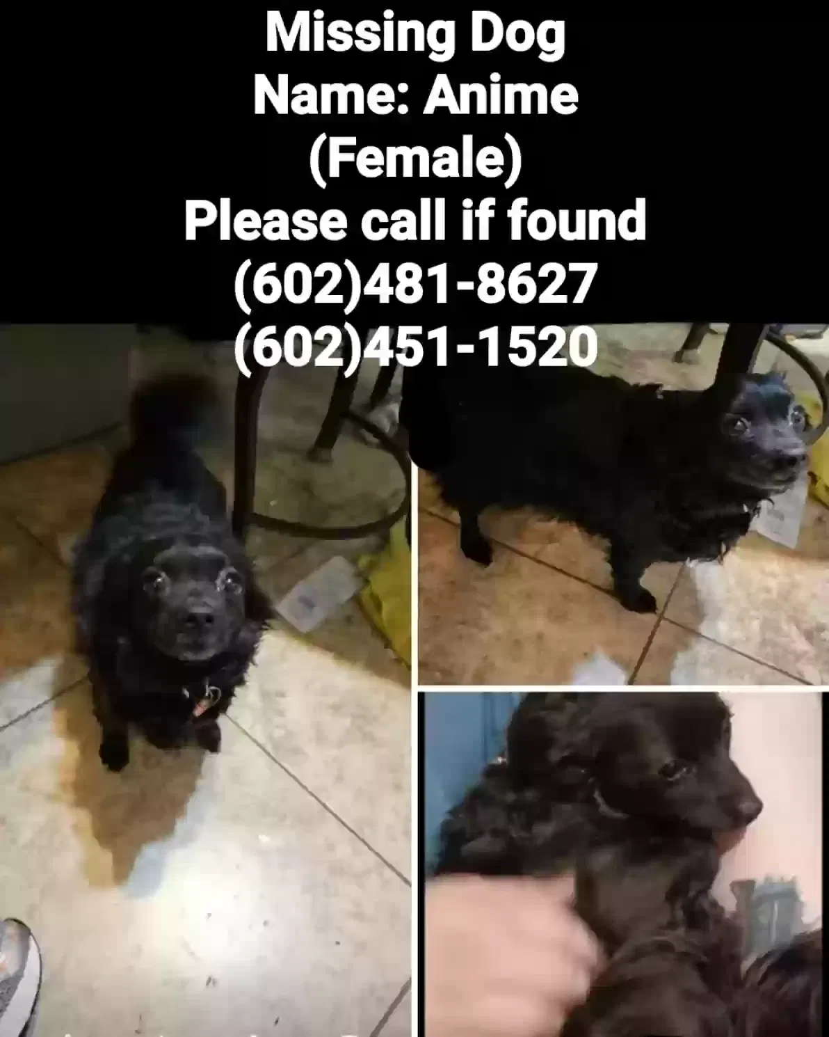 Lost dog in Glendale, AZ, 85303
