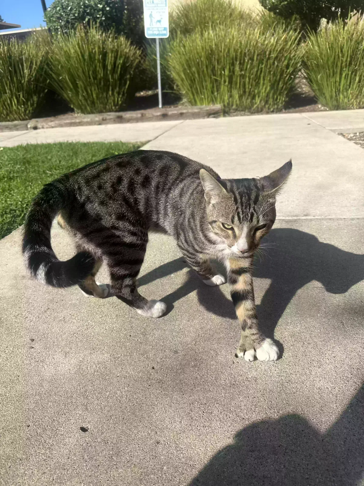 Lost cat in Vista, CA, 92084