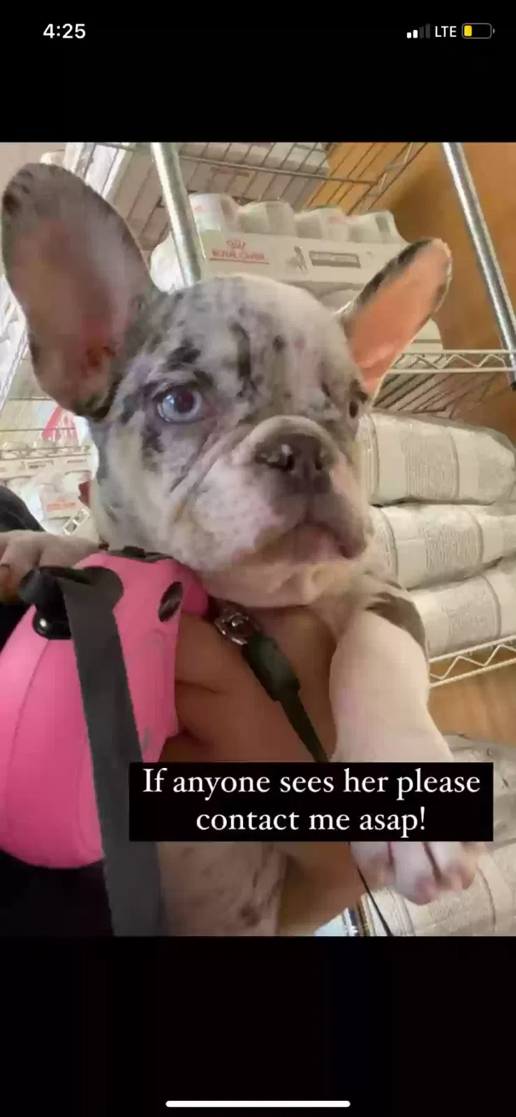 Lost dog in Grand Prairie, TX, 75051