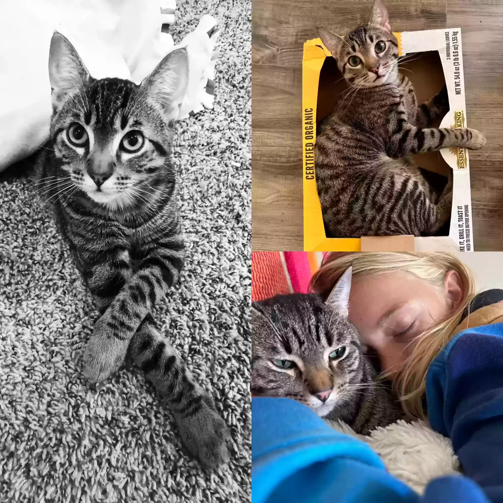 Lost cat in Seabrook, TX, 77586