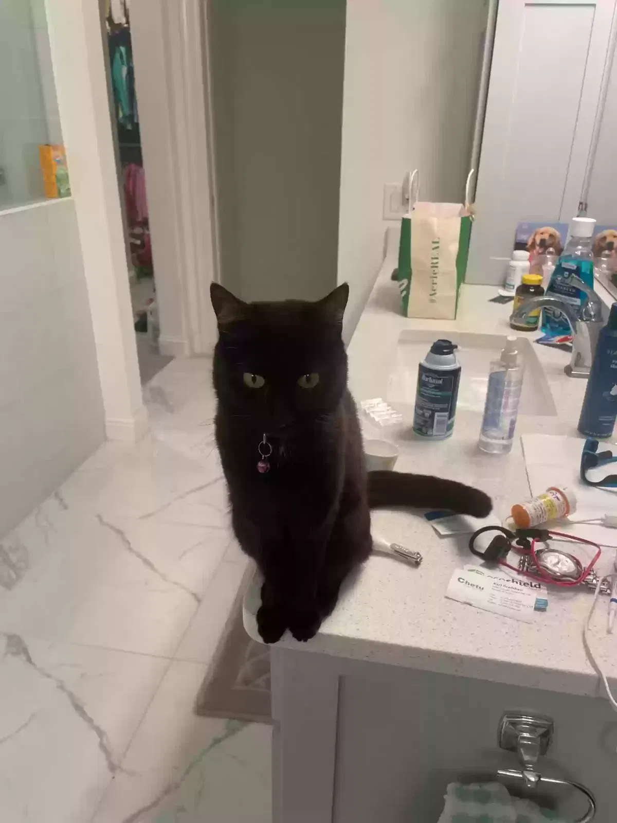 Lost cat in North Richland Hills, TX, 76182