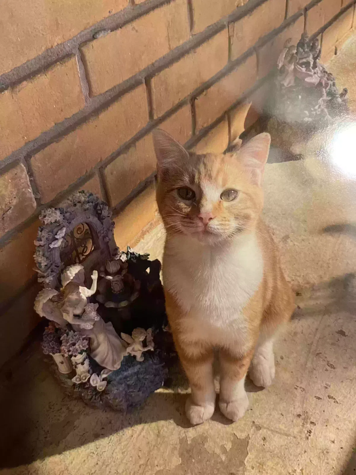 Lost cat in Cartersville, GA, 30120