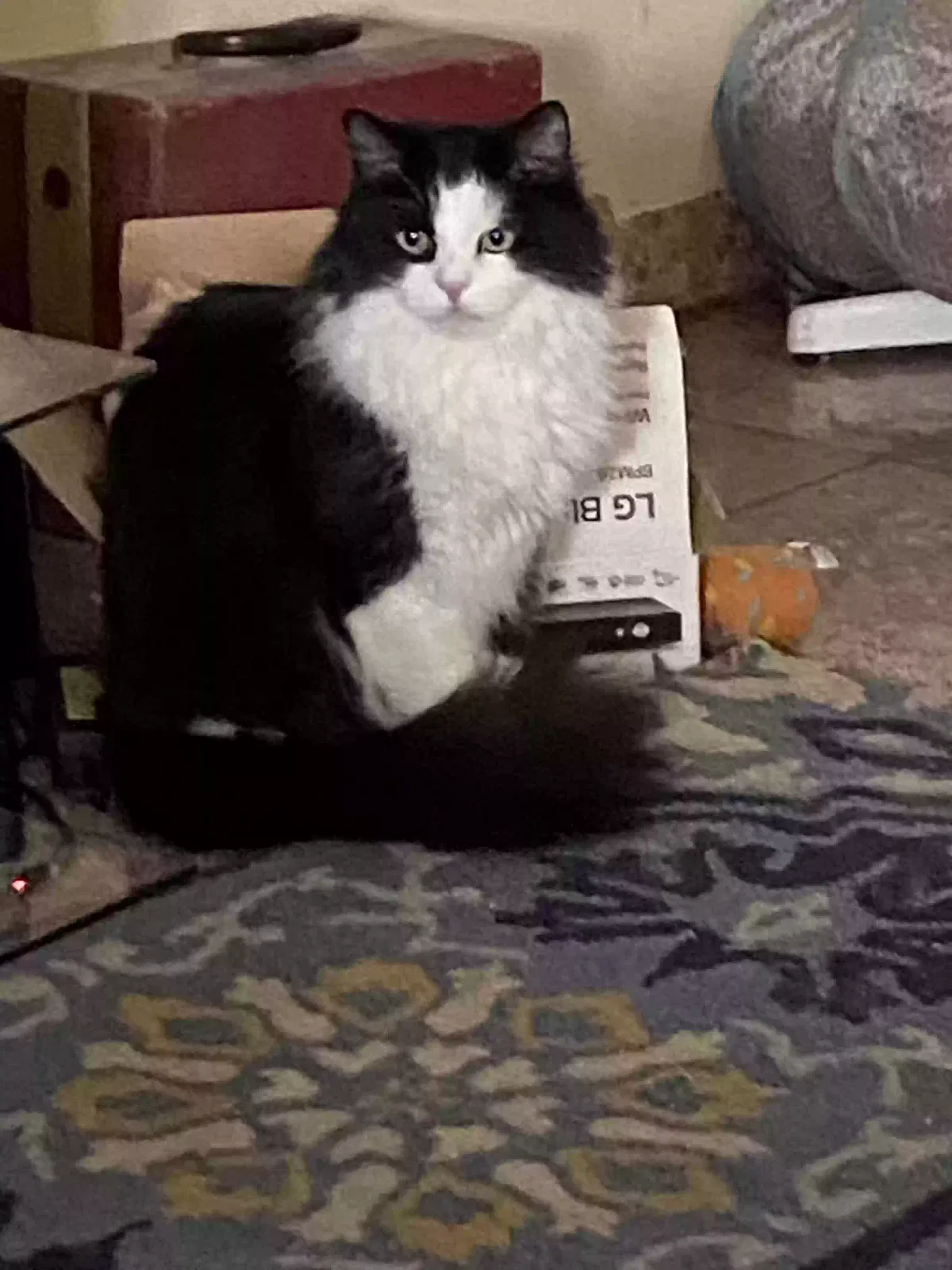 Lost cat in Bakersfield, CA, 93307