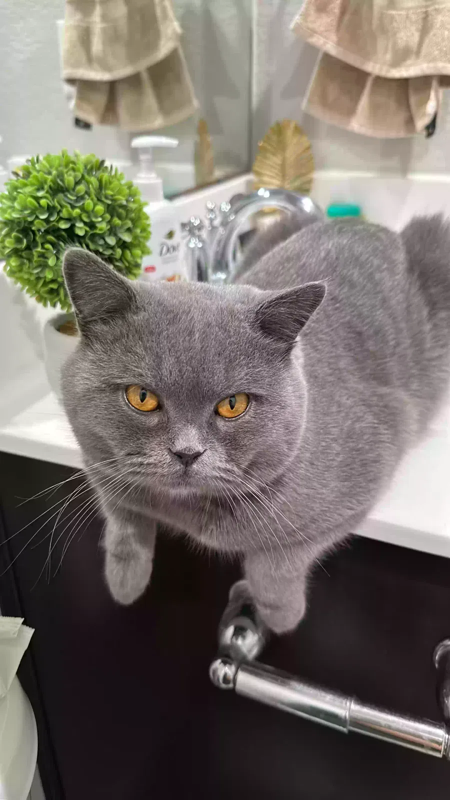 Lost cat in Katy, TX, 77494